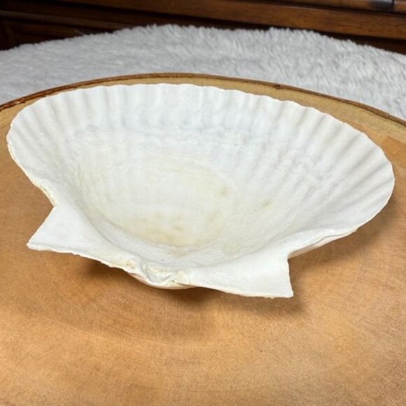 NWOT Set of 4 Nantucket Seafood Natural Baking Sea Shells 4.5" - 5" - Picture 14 of 15